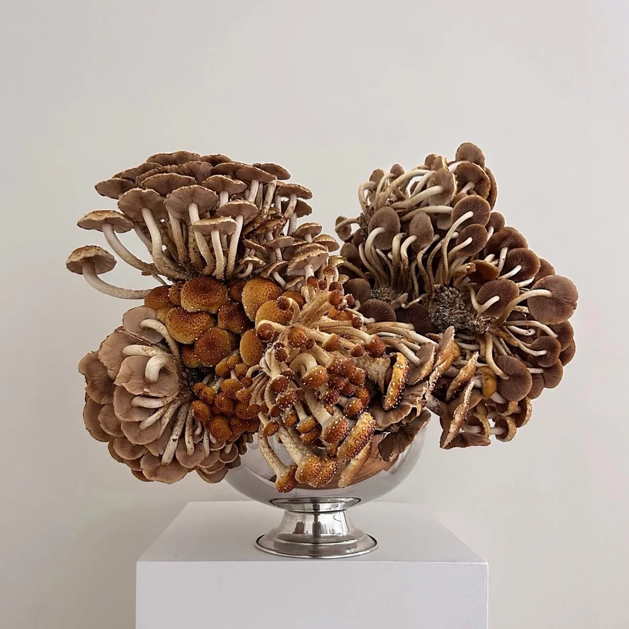 MUSHROOMS | Framed Print